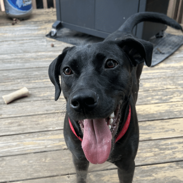 Black Labrador Retriever available for adoption through NY Bully Crew in Patchogue